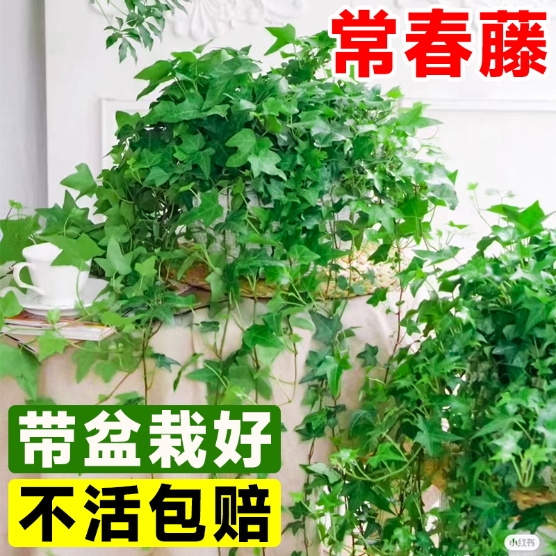 常春藤盆栽爬藤吊兰垂吊植物冬季阳台室内四季常青吸甲醛金边绿植 - 图0