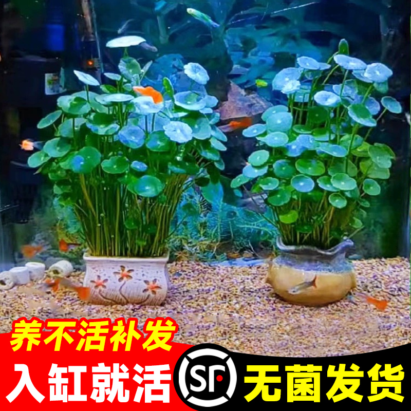 铜钱草鱼缸专用花盆水草水栽大叶水培植物铜钱草好水养植物金钱草-图0