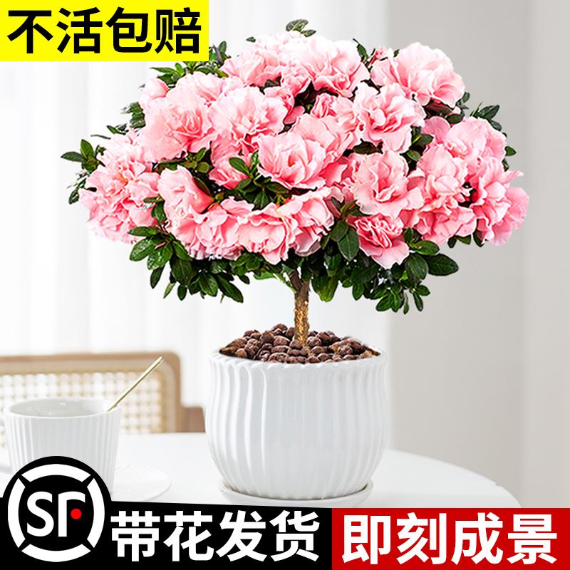 杜鹃花盆栽花卉植物室内阳台四季开花鲜花带花苞树苗绿植好养易活