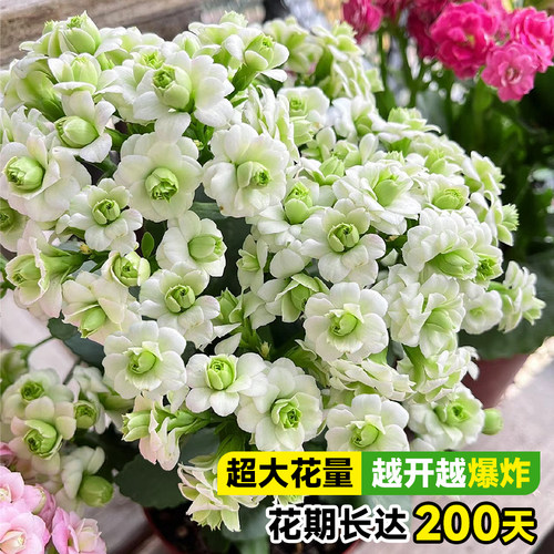 长寿花盆栽四季重瓣大花花苗开花绿巴黎金狐狸室内花卉老桩绿植物 - 图2