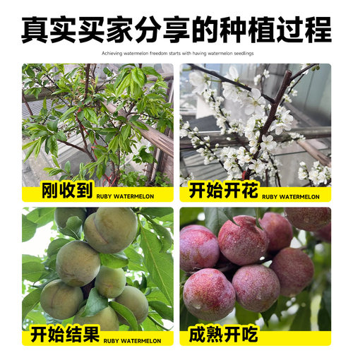 五月脆李子树苗新品种贵州六马蜂糖特大号脱骨红心庭院盆栽果树苗 - 图3