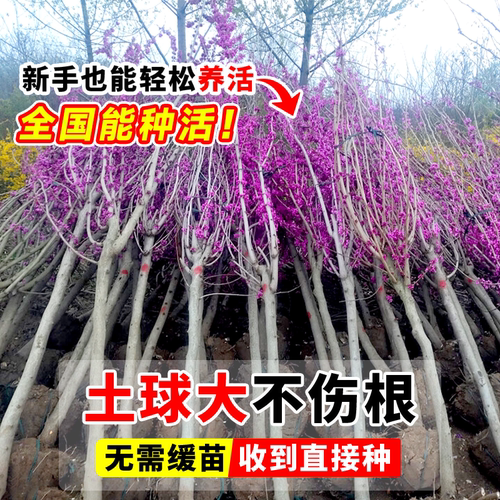 紫荆花树苗庭院种植大盆栽带花发货紫金室外绿植耐寒花卉绿化植物 - 图1