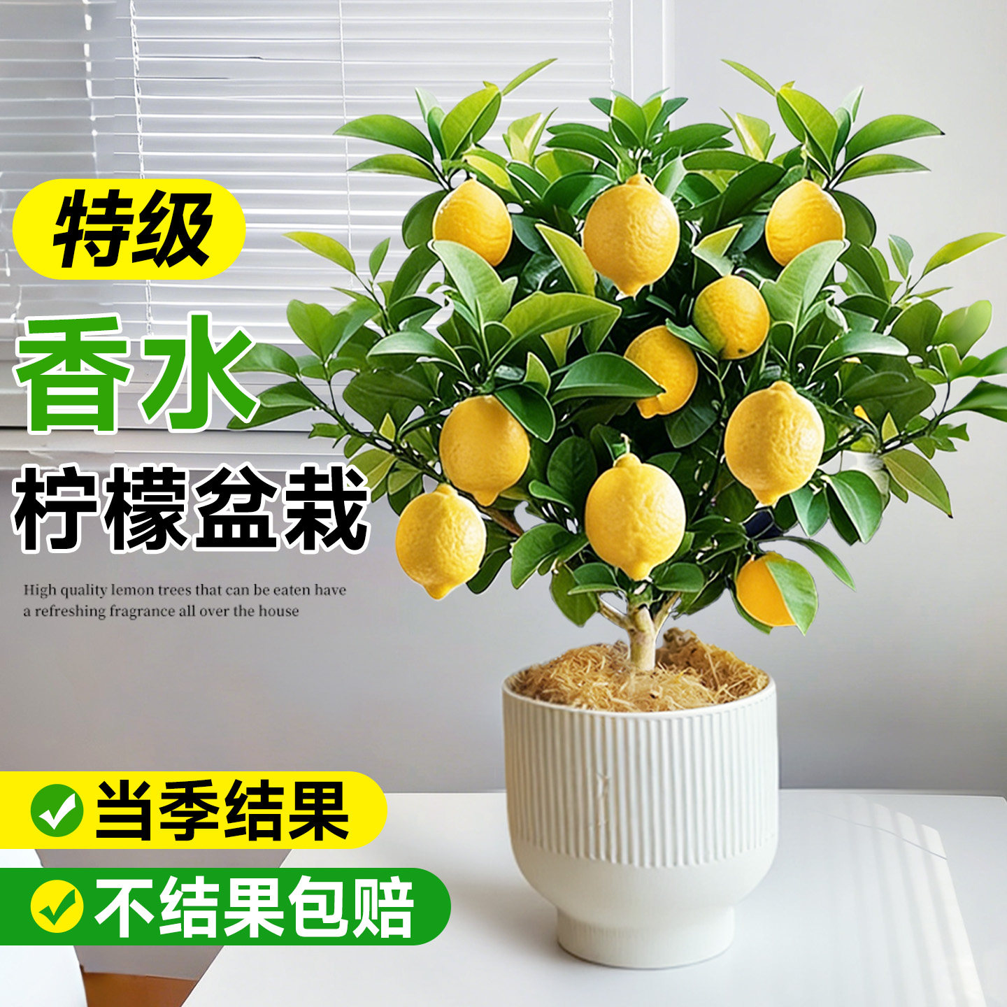 香水柠檬树盆栽老桩带果水果树苗客厅绿植物可食用室内外阳台结果,淘宝优惠券,粉丝福利购,淘宝优惠卷