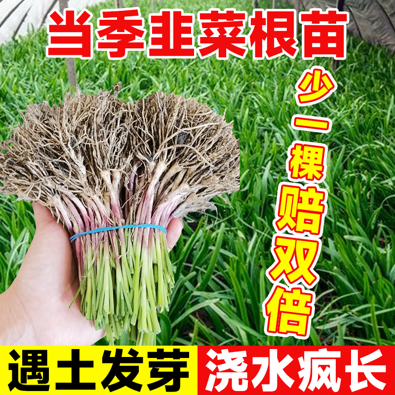 韭菜根苗紫根红跟大宽叶粗又壮土根儿四季老品种本地阳台蔬菜绿植 - 图0