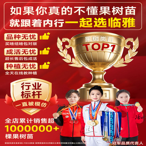 广西鸡心黄皮果树果苗纯甜正宗大苗带土带叶种植南方盆栽庭院地栽 - 图3