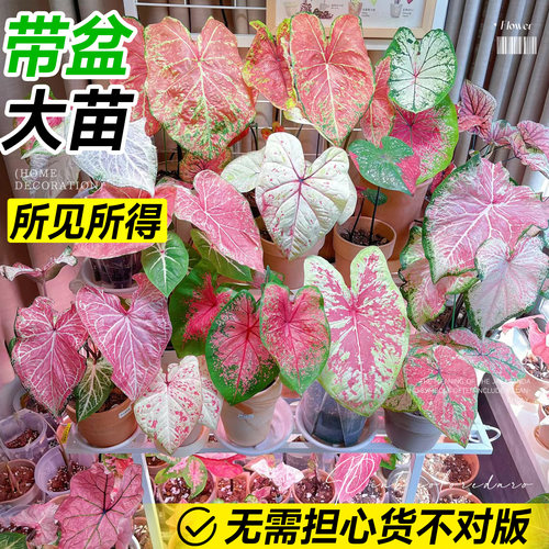 彩叶芋盆栽网红绿植花卉进口种球甜心粉色和声观叶植物室内好养活 - 图2