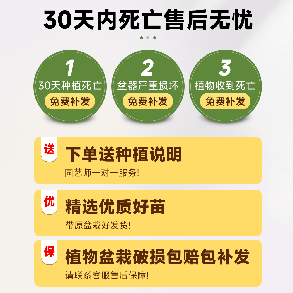 龙血树客厅绿植多头龙须树龙铁树客厅旺宅绿植大型龙血树植物盆栽 - 图3