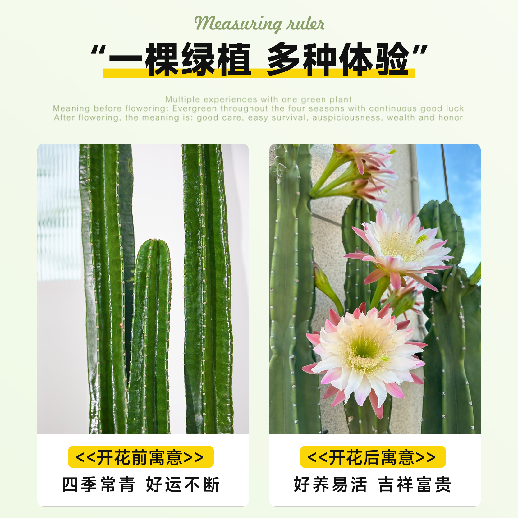 量天尺仙人柱绿植盆栽仙人掌大型植物室内客厅落地多肉禄植好养活-图2