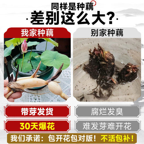 碗莲种藕水培植物水养花卉睡莲根块小型荷花盆栽苗种籽子室内四季 - 图0