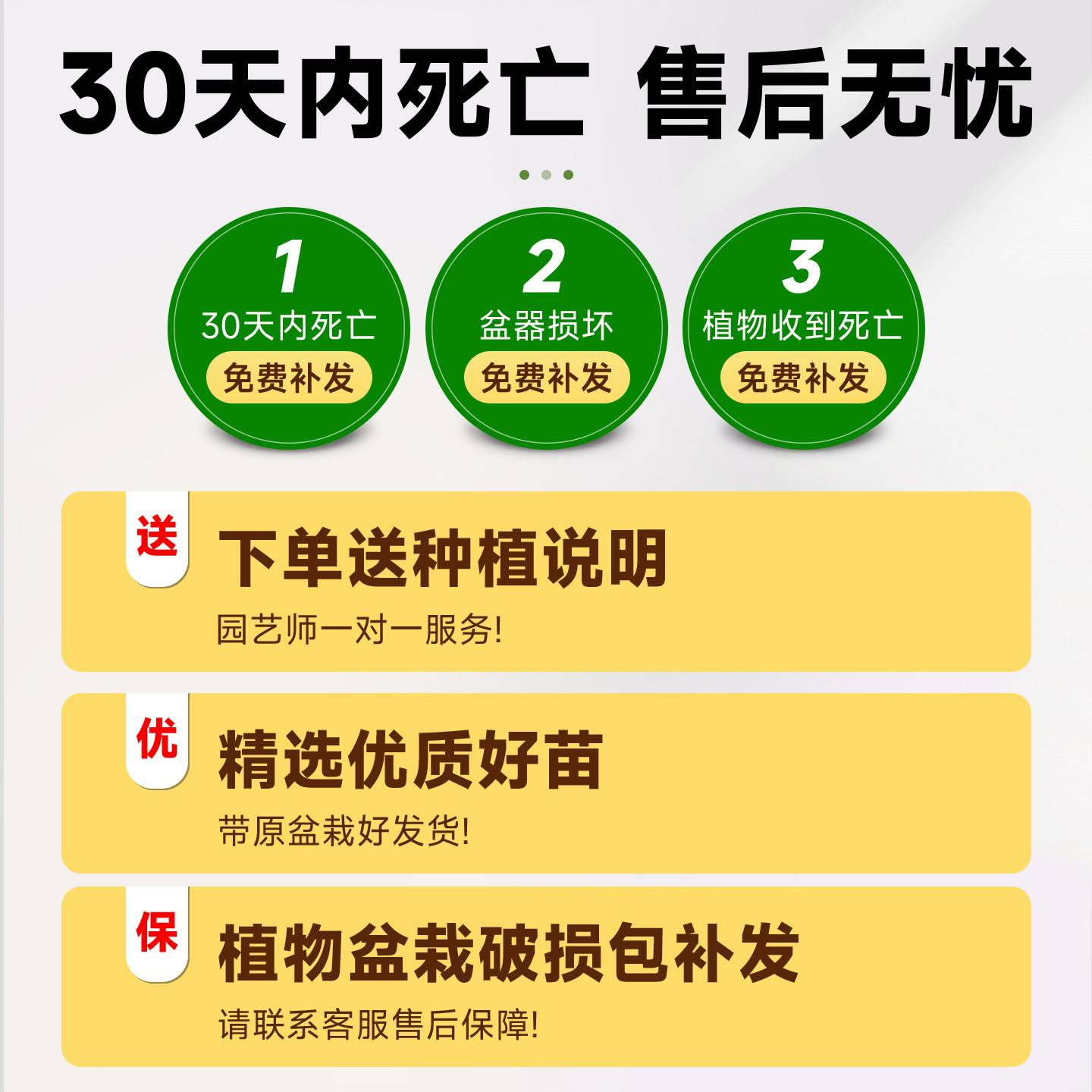 鸭脚木客厅绿植高级感八方来财大型植物盆栽高端大气上档次鸭掌木,淘宝优惠券,粉丝福利购,淘宝优惠卷