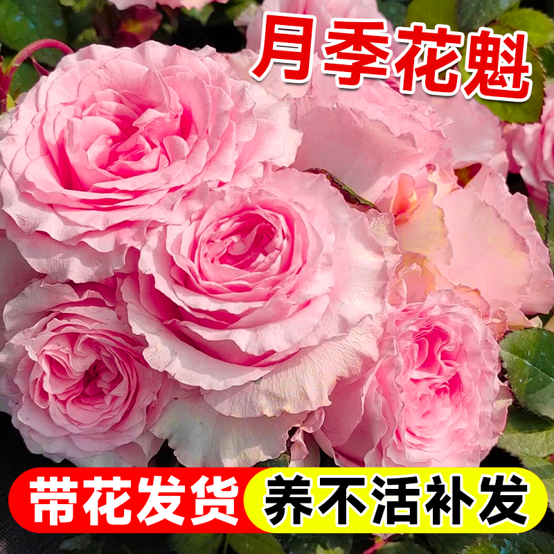 洛神月季花苗玫瑰花灌木大花盆栽室内阳台四季开特大花苗浓香花卉