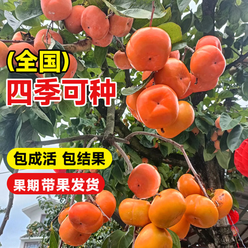 正宗太秋甜柿树苗脆柿子树果苗庭院水果树庭院南北方种植嫁接耐寒 - 图2