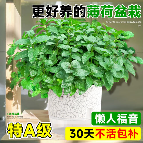 可食用薄荷盆栽绿植物特大号留兰香驱蚊驱虫食品级迷迭香室内好养 - 图0