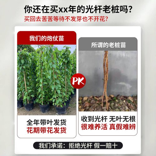炮仗花爬藤植物四季开花卉盆栽阳台庭院凌霄花苗老桩大苗藤蔓爬墙 - 图0