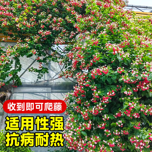 使君子爬藤植物大花苗重瓣带花苞水君子庭院阳台耐热花卉绿植驱蚊 - 图2