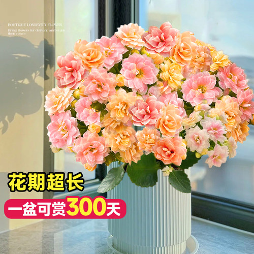长寿花盆栽重瓣柠檬大花花苗带花苞室内高级绿植花卉植物带花发货 - 图1