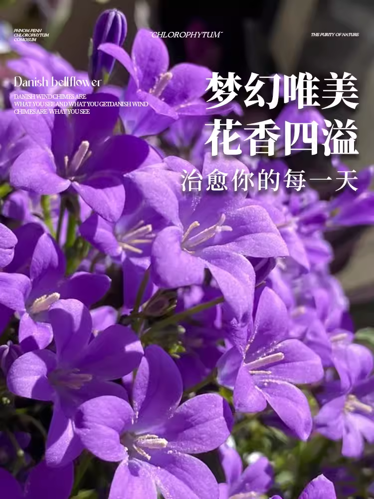 【临雅旗舰店直播专拍】风铃盆栽带花苞苗室内阳台秋冬绿植物 - 图0