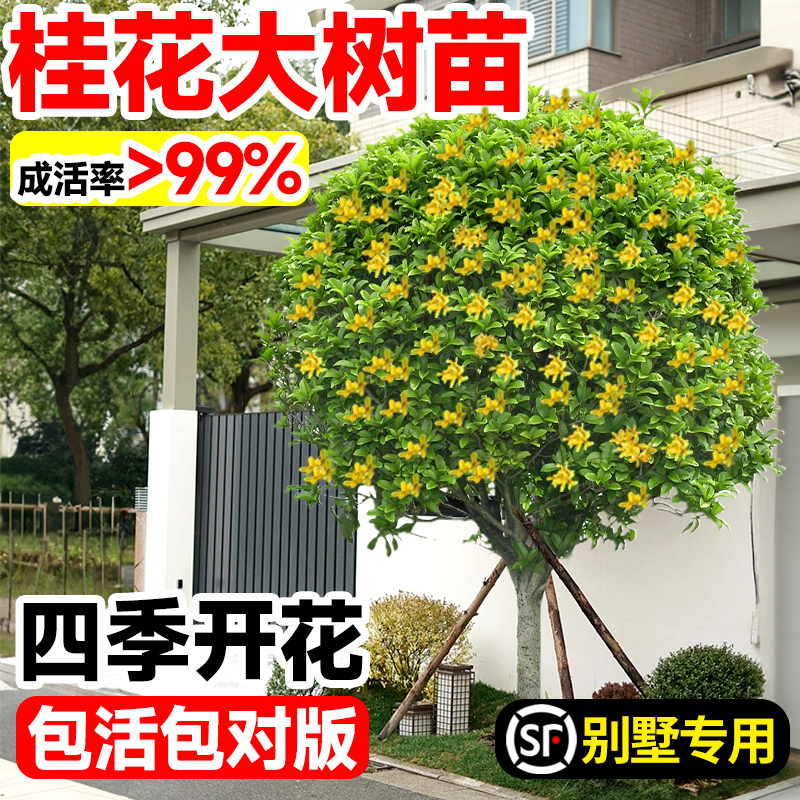 【特大苗】桂花树苗大树嫁接四季桂花卉庭院绿植物老桩盆栽金丹桂 - 图3