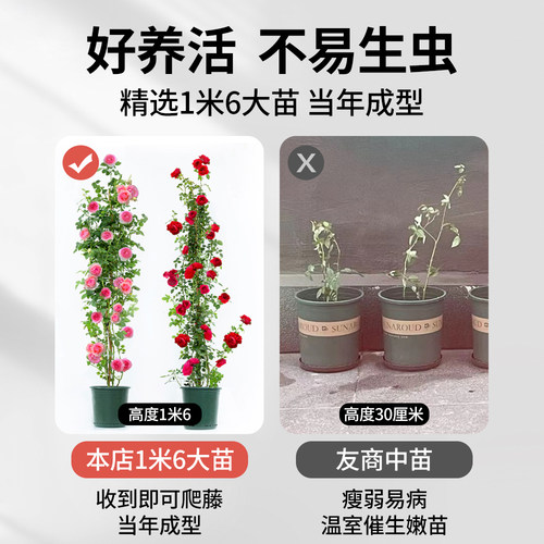 【1米6大苗】蔷薇花苗藤本月季特大花爬藤植物四季花卉盆栽玫瑰花 - 图0