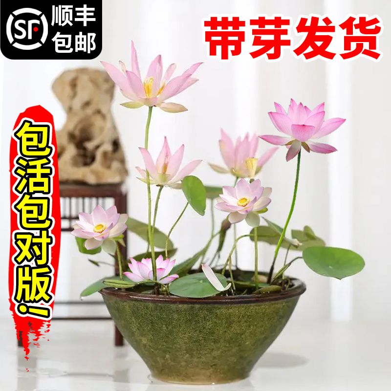 碗莲种藕水培绿植物室内四季开花卉睡莲花小型种籽子荷花根苗盆栽 - 图0