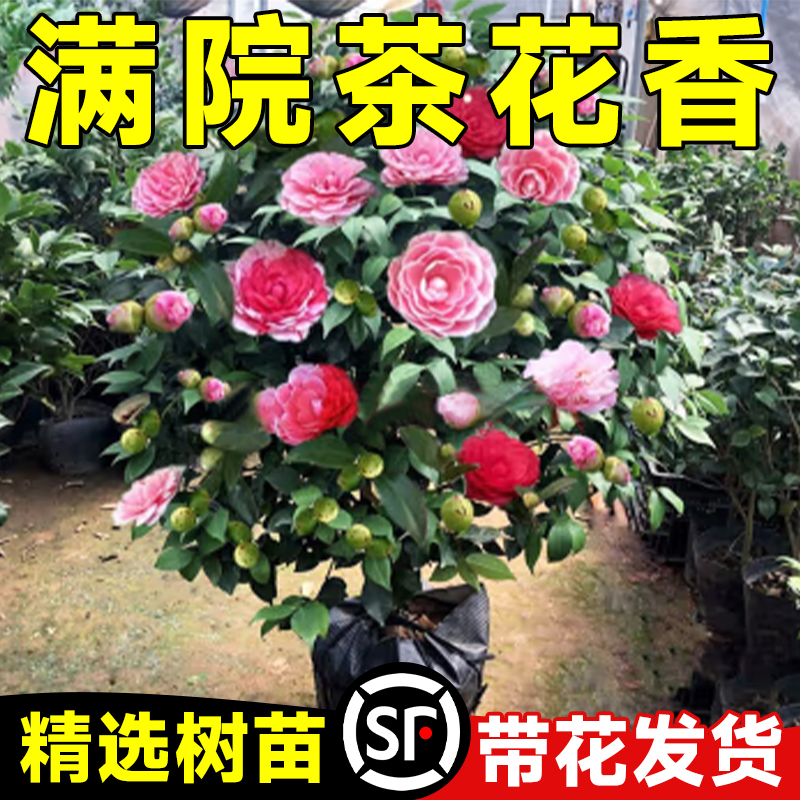 茶花树苗盆栽山茶花卉苗带花苞五色赤丹四季香妃红白名贵室内植物