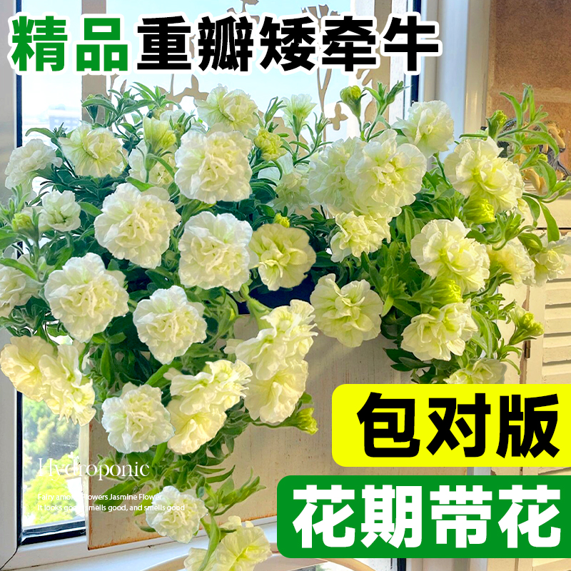 重瓣矮牵牛花苗盆栽带花伊丽莎白苏糖泡泡垂吊花卉四季开花绿植物 - 图0