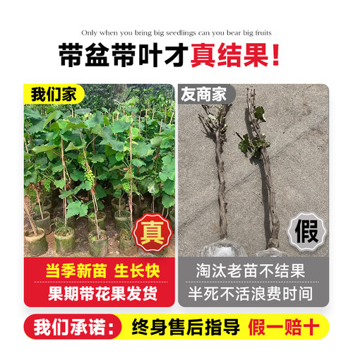 巨峰葡萄树果苗阳光玫瑰果树果苗盆栽南北方耐寒四季种植嫁接爬藤 - 图0