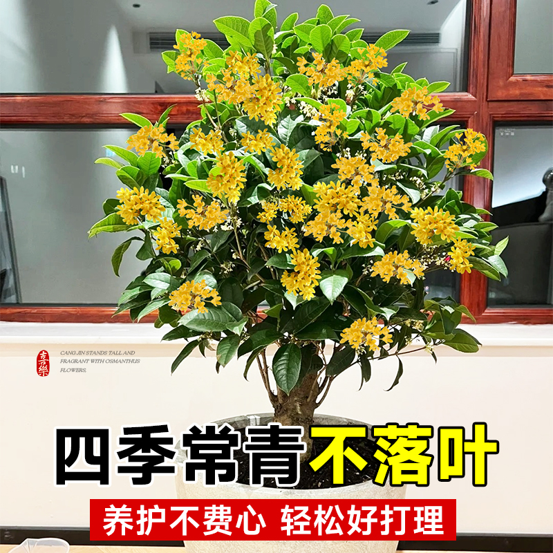 桂花树苗四季桂盆栽花苗可食用嫁接老桩室内阳台金桂丹桂植物花卉-图3