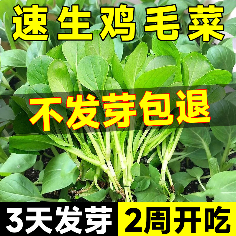 鸡毛菜菜籽种四季大全小白菜青菜油菜种孑上海青速生阳台蔬菜种子 - 图0