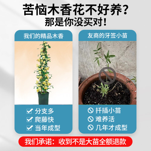 黄木香花苗爬藤植物花卉重瓣白木香树苗蔷薇阳台庭院四季开花盆栽 - 图0
