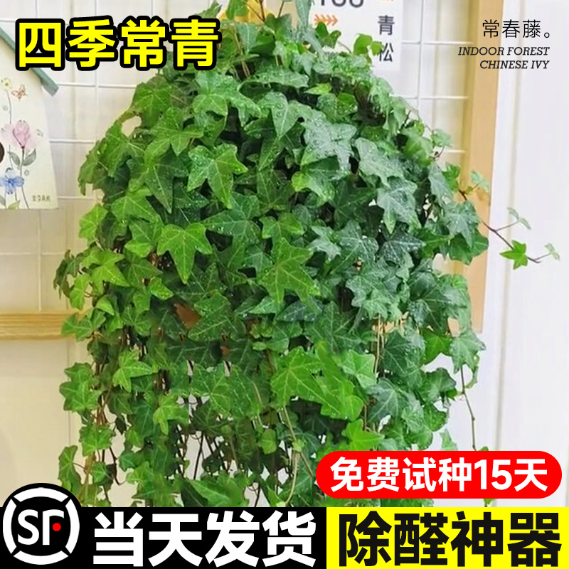 常春藤盆栽爬藤吊兰垂吊植物冬季阳台室内四季常青吸甲醛金边绿植 - 图2