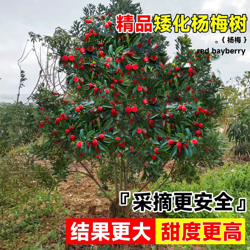 仙居东魁杨梅树树苗南方嫁接水果树果苗正宗早熟特大东槐当年结果 - 图2