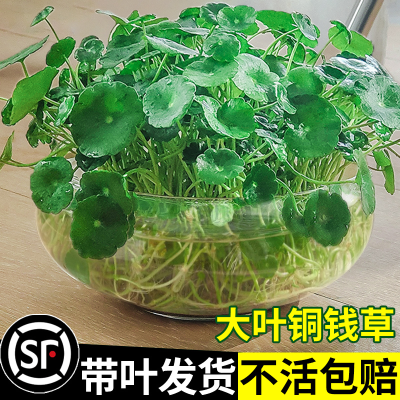 带叶铜钱草水培植物办公室内好养花卉绿植盆栽水生水养绿萝金钱草-图1