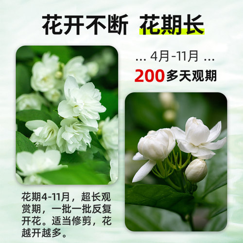 茉莉花水培植物盆栽带花苞办公室内桌面好养懒人鲜花绿植水养花卉 - 图3