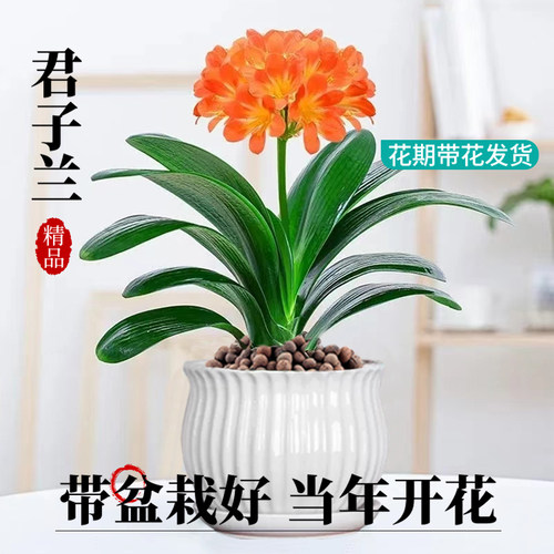 君子兰盆栽带花苞花卉植物室内国宝特级巨无霸大苗名贵四季好养活 - 图0