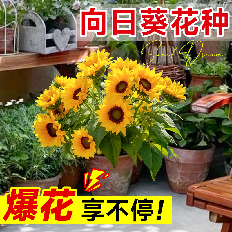 向日葵种孑观赏小矮杆鲜花的种子玩具熊大高杆阳台可食用四季种籽 - 图0