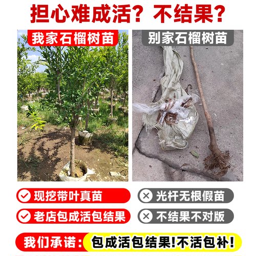 石榴树树苗突尼斯软无籽特大甜果苗盆栽老桩嫁接四季庭院南方种植 - 图0