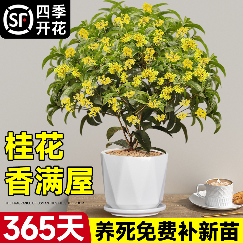 四季桂花盆栽树苗带花苞室内客厅阳台庭院花卉植物浓香耐寒带花苞 - 图0