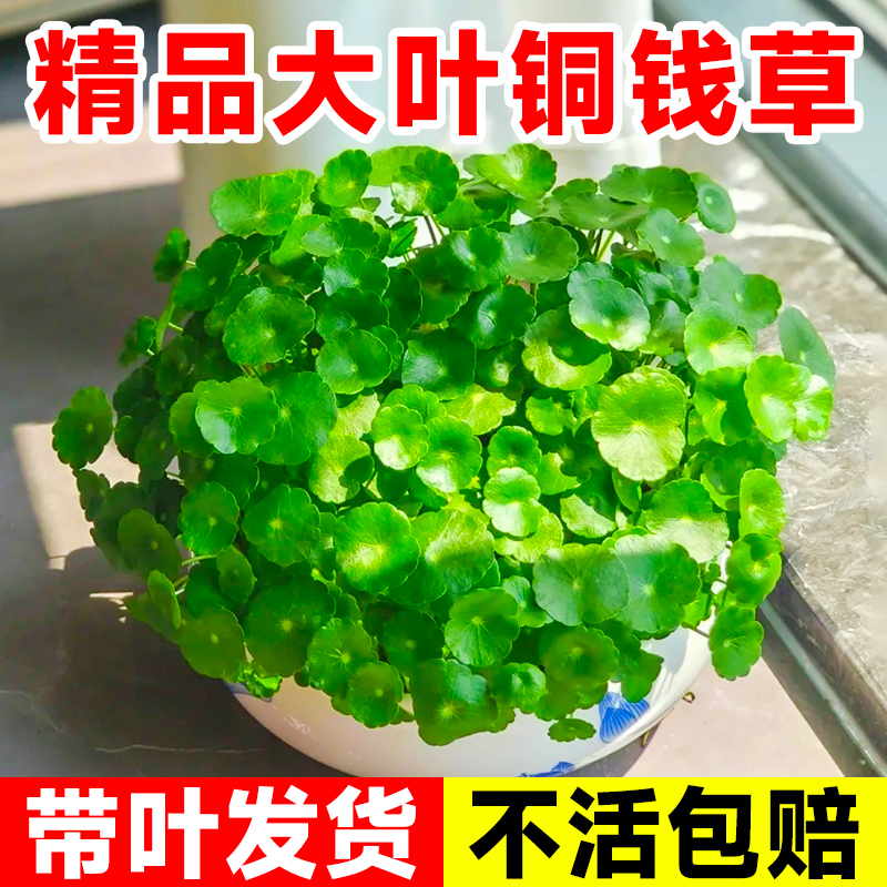 大叶子铜钱草水培植物盆栽室内客厅办公室水生水养植物金钱草好养