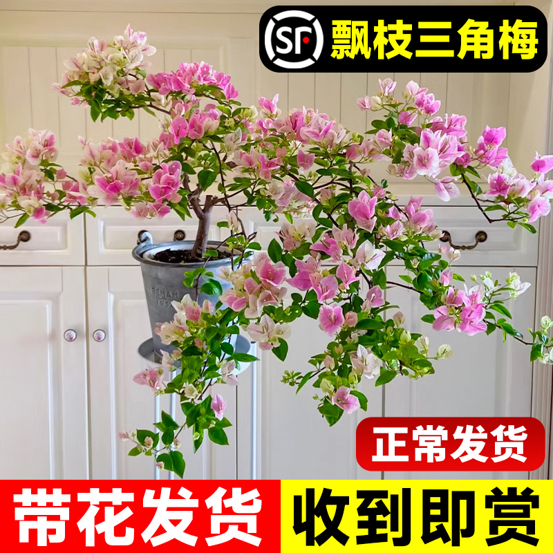 三角梅盆栽矮桩带花苞苗红绿樱紫飘枝造型室内阳台客厅开花卉植物-图3