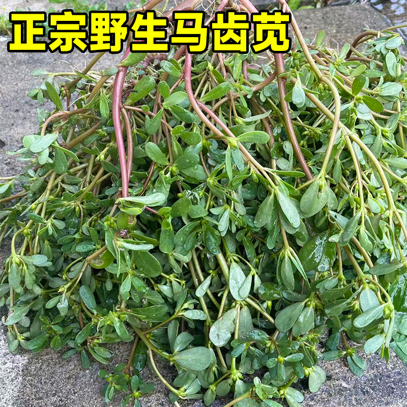 马齿苋菜种籽新鲜四季蔬菜种子马芷苋室内阳台庭院盆栽简单好种孑-图0