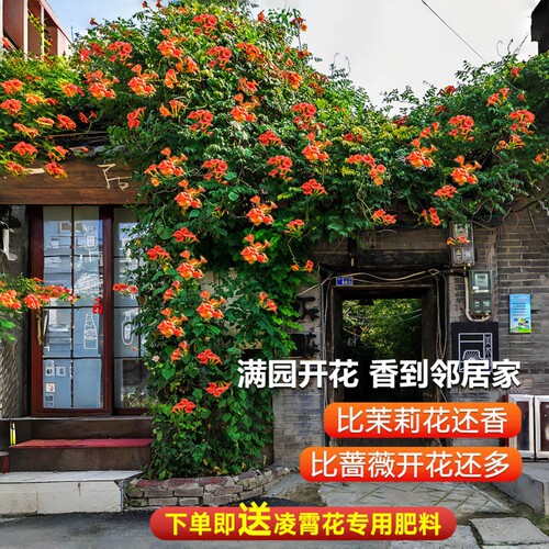 耐寒凌霄花苗爬藤植物四季花卉大苗绿植盆栽庭院阳台炮仗花紫藤 - 图2