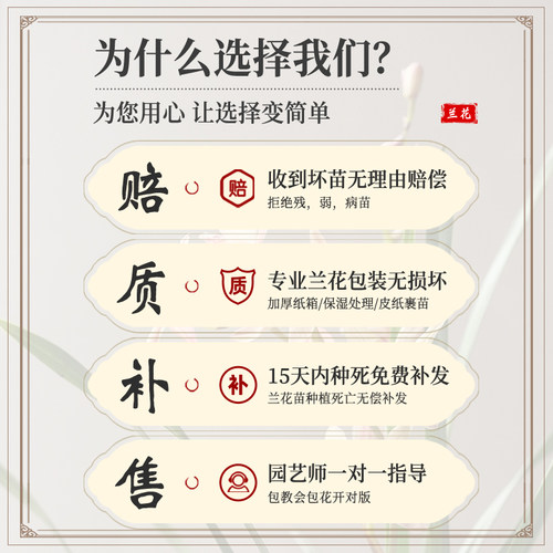 名贵兰花盆栽带花苞建兰系列室内阳台绿植浓香型花卉四季好养绿植 - 图3