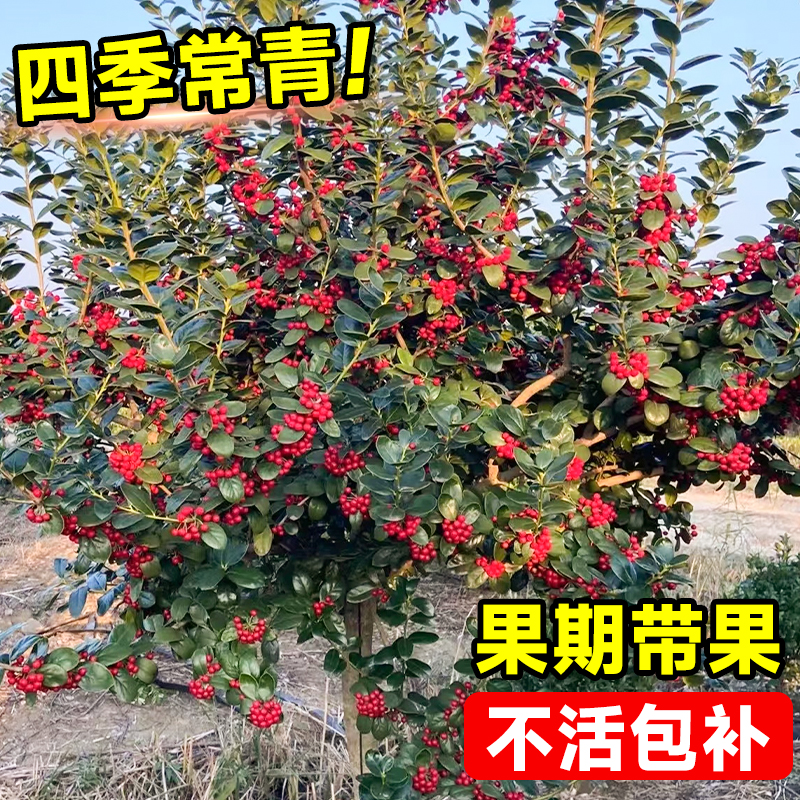 无刺枸骨树苗造型老桩有刺金玉满堂四季常青植物庭院园林绿化盆栽 - 图1