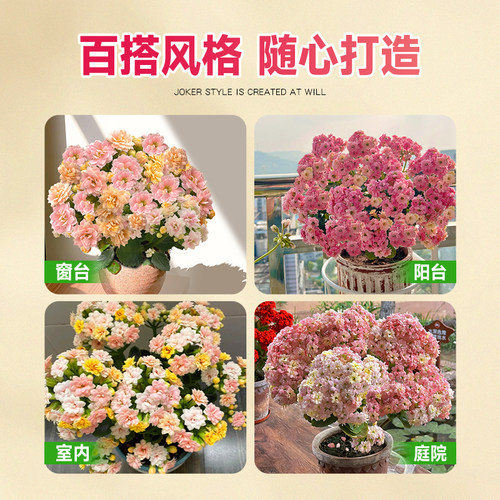 长寿花盆栽重瓣柠檬大花花苗带花苞室内高级绿植花卉植物带花发货 - 图3