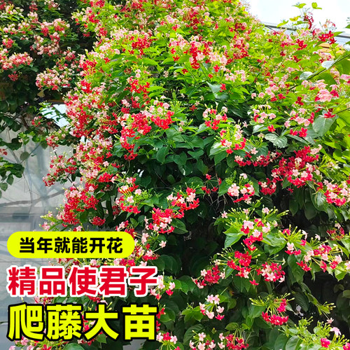 使君子爬藤植物大花苗重瓣带花苞水君子庭院阳台耐热花卉绿植驱蚊 - 图0