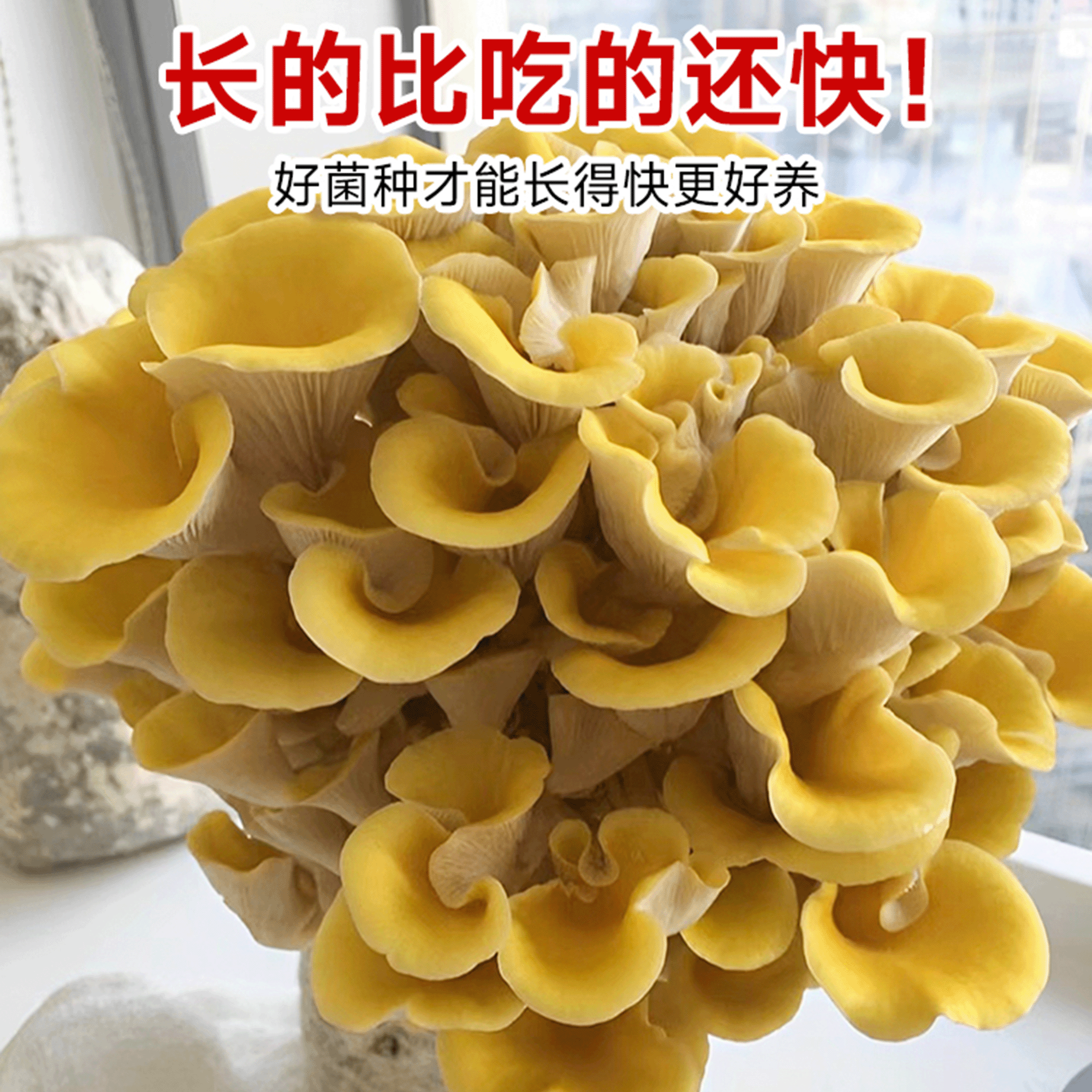 蘑菇种植包新鲜菌种菌菇黑平菇种植菌包食用菌菇棒家庭自种小盆栽,淘宝优惠券,粉丝福利购,淘宝优惠卷