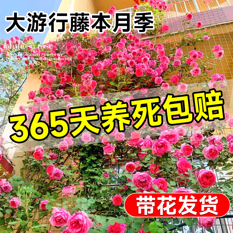 大游行藤本月季墙微花树苗爬藤花卉四季开蔷薇玫瑰花盆栽浓香老桩-图0