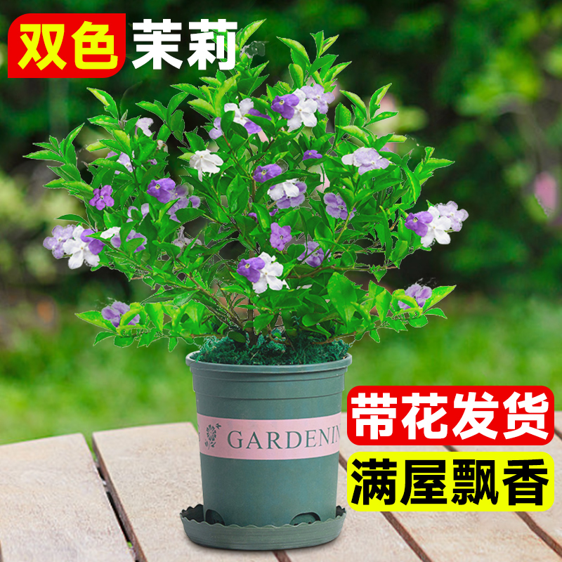 双色茉莉盆栽带花鸳鸯大苗四季浓香茉莉花卉树苗阳台庭院开花植物-图1