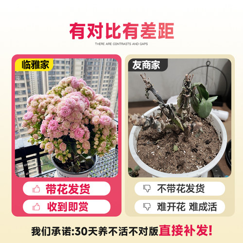 长寿花盆栽重瓣柠檬大花花苗带花苞室内高级绿植花卉植物带花发货 - 图0